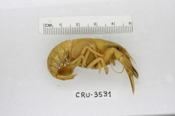Media type: image;   Invertebrate Zoology CRU-3531 Description: Preserved specimen.;